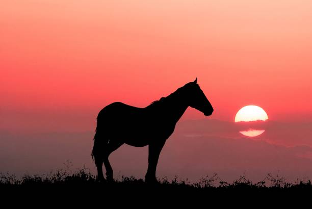 graceful horse on a evening background sky