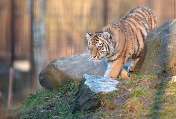 istock Junior amour tiger on the green grass 1869598580