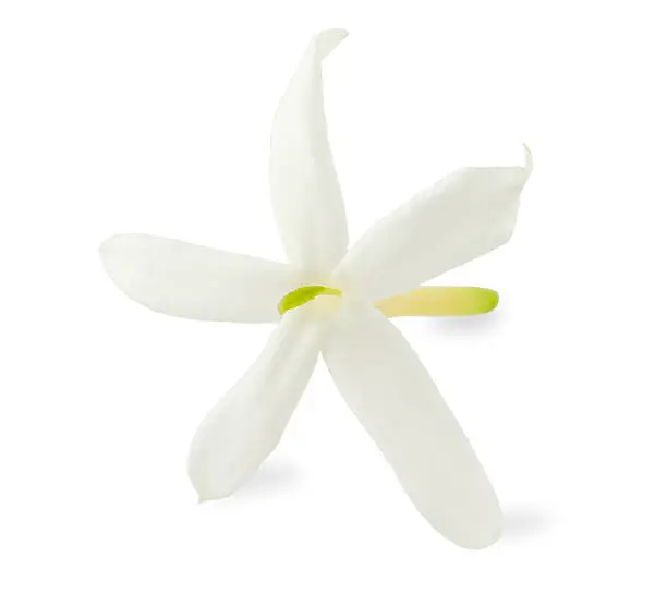 Photo of jasmine flower