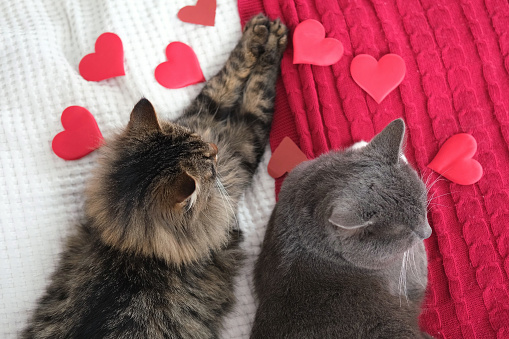 Two Cats Cuddling. Cat Couple. Cute Domestic Tabby Friendly Cats in Embrace Lying on Red Bed. 2 Kitty Washing Together, Have Friendship. Feline Resting, Snuggling. Happy Beautiful Pets in Love Hugging. Adorable Family caring animals. Kitty Cat licking each over,  closeup. 4K. For Advertising, Veterinarian Clinic, Cat Food Ad