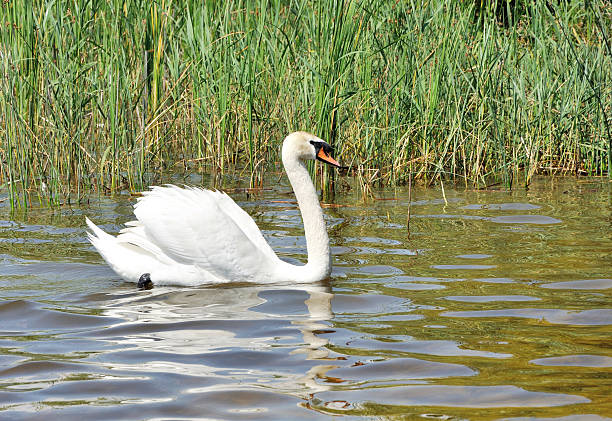 istock white swan on a lake 186962638