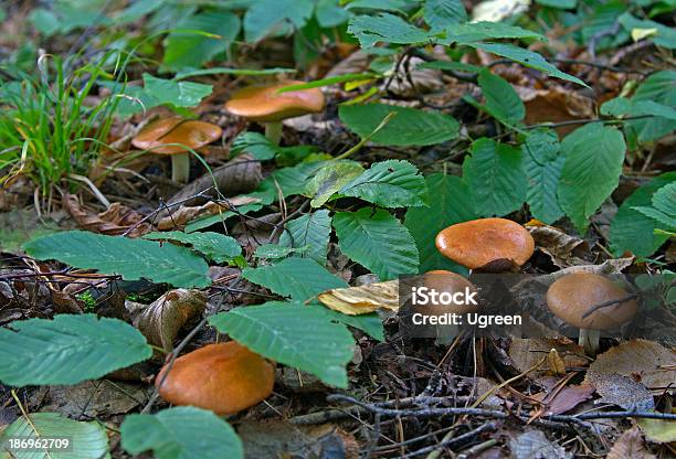 Boletus - Fotografie stock e altre immagini di Ago - Parte della pianta - Ago - Parte della pianta, Agricoltura, Alimentazione sana