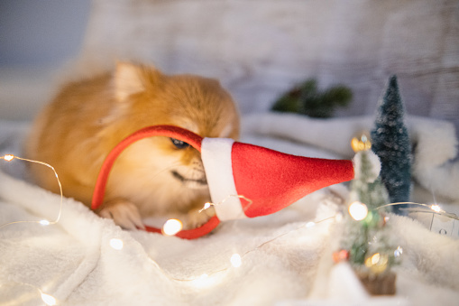 Small Pomeranian pup biting on her Santa hat because she doesn't like it