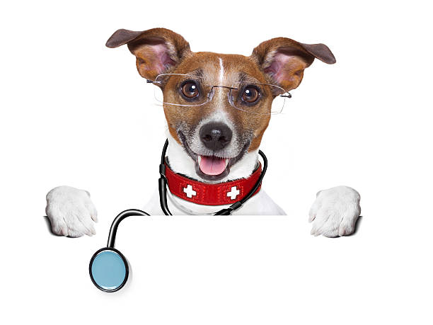 istock medical doctor dog 186963060
