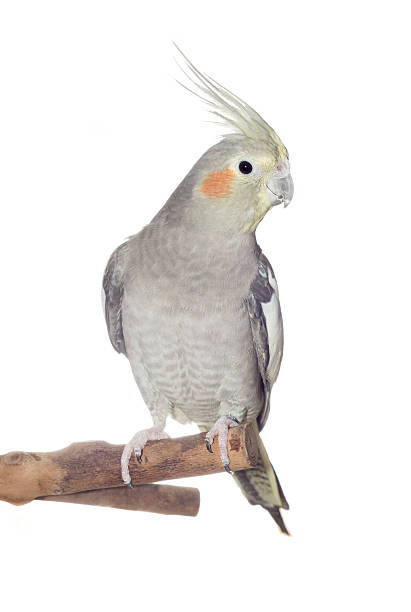 istock Female Cockatiel Isolated on White 186963116