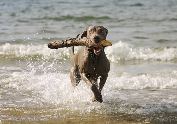 Pies bawiąc się w wodzie – zdjęcie