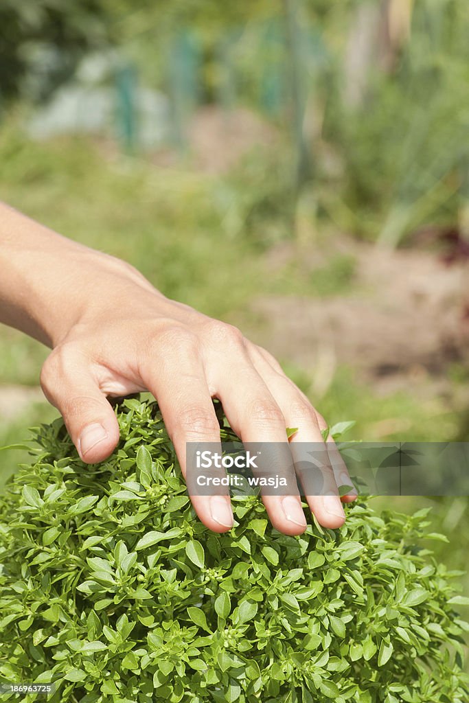 Verde Manjericão planta e Mão Humana - Royalty-free Agricultura Foto de stock