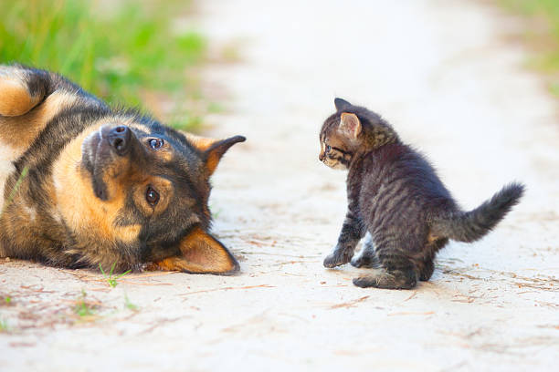 istock Little cat playing with big dog 186963918