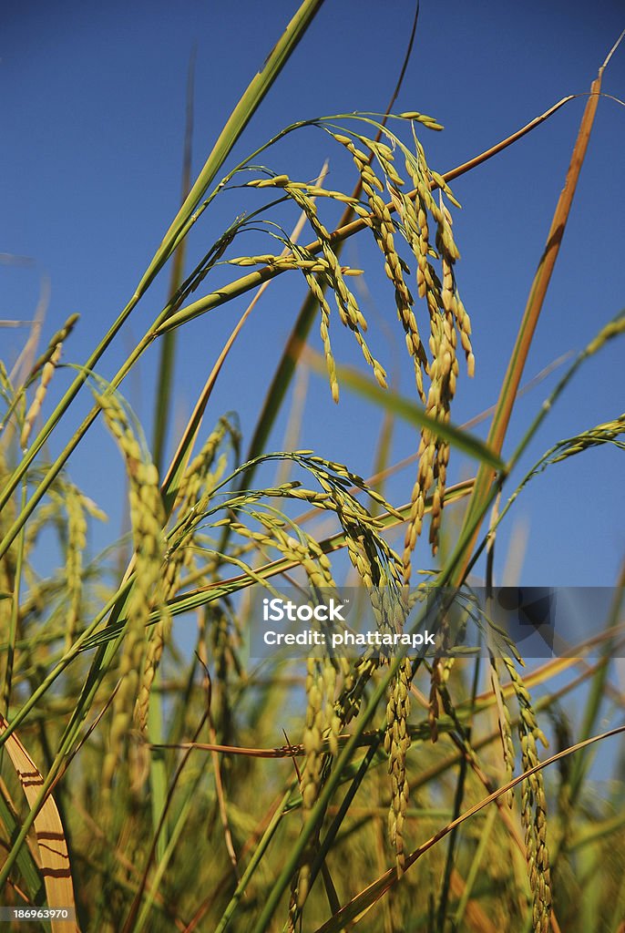 rice farm - Foto de stock de Agricultura libre de derechos