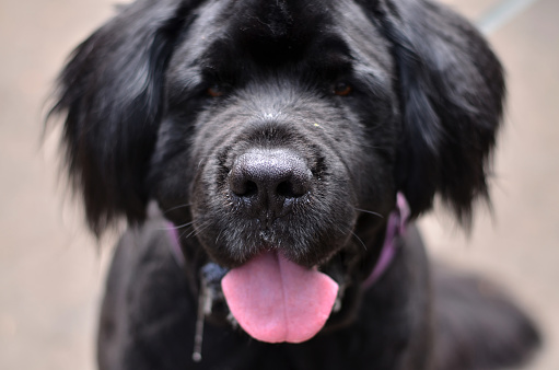 Black newfoundland dog.  Dog's portrait.