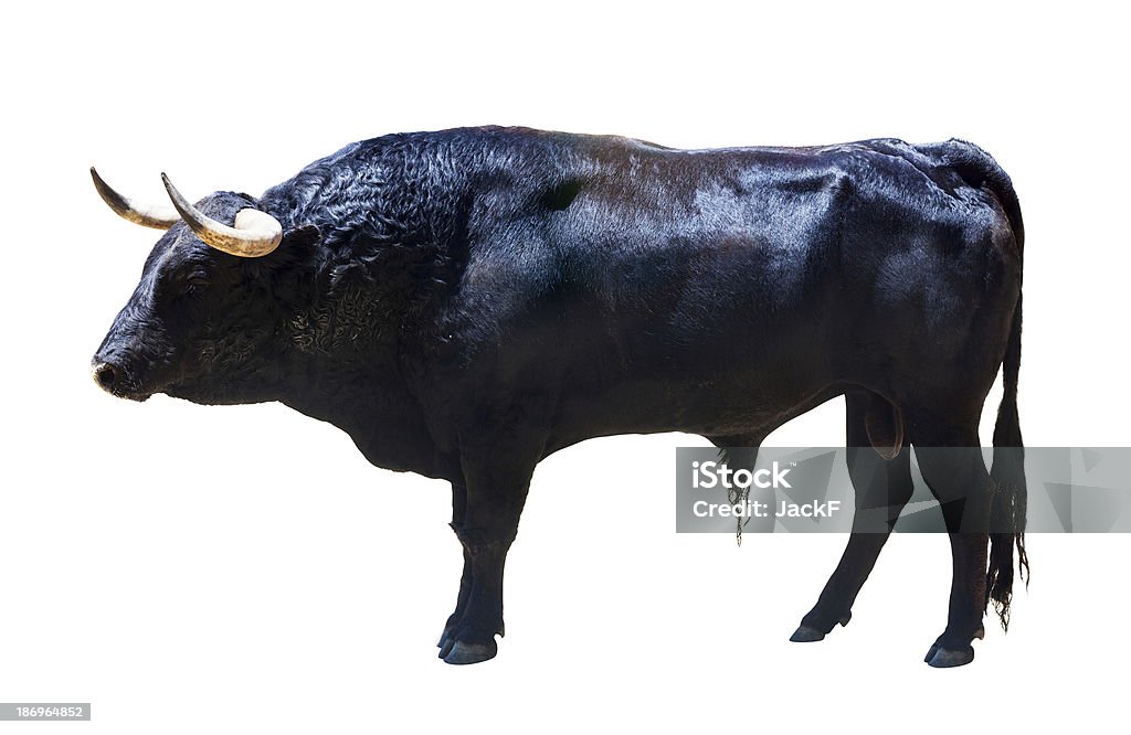 Pie negro bull, aislado sobre blanco - Foto de stock de Toro - Animal libre de derechos