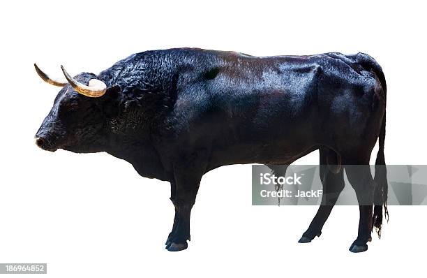 Pie Negro Bull Aislado Sobre Blanco Foto de stock y más banco de imágenes de Toro - Animal - Toro - Animal, Recortable, Fondo blanco