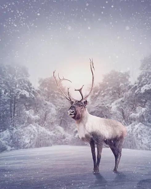 Reindeer standing in the snow