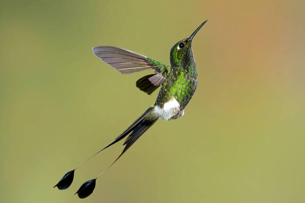 istock Male Booted Racket-Tail Hummingbirds from the Right 186964894
