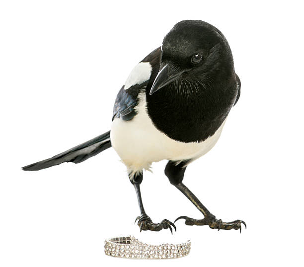 istock Common Magpie looking at the camera with jewellery, isolated 186965081
