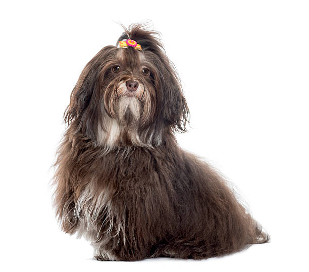 istock Havanese looking at the camera, isolated on white 186965141