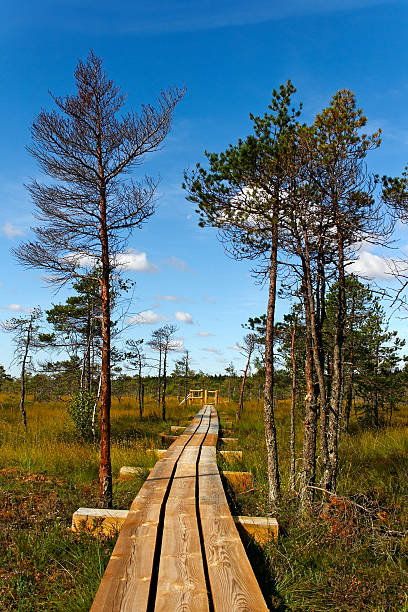 istock Kemeri National park. 186966378