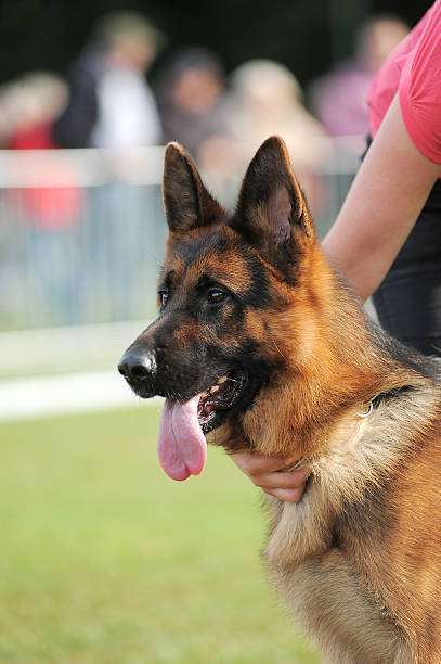 istock Portrait of dog on stadium 186966431