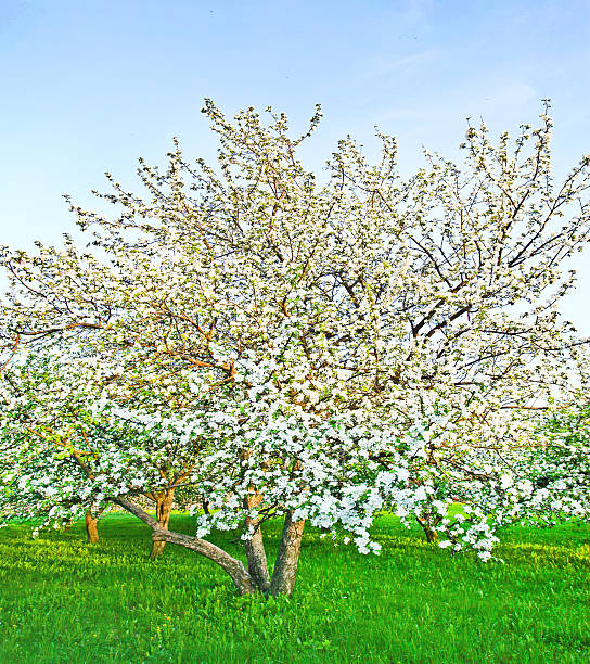 florecer apple trees over brillante cielo azul en spring park - lea fotografías e imágenes de stock