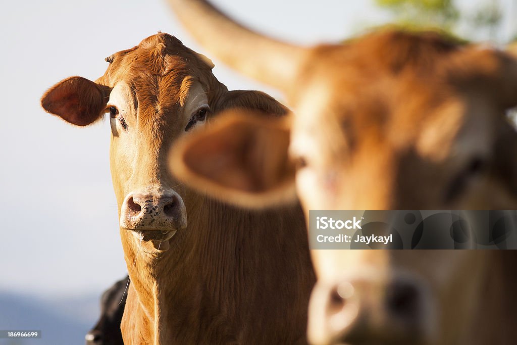 Gros plan sur les vaches - Photo de Australie libre de droits