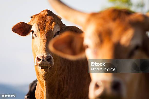 Photo libre de droit de Gros Plan Sur Les Vaches banque d'images et plus d'images libres de droit de Australie - Australie, Bovin, Vache
