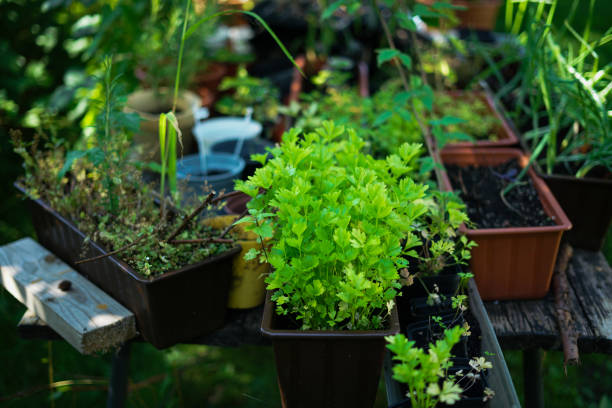 istock Small seedlings in the garden. 1869679238