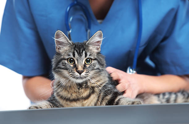 vétérinaire attentionné d'un adorable chat - vet domestic cat veterinary medicine stethoscope photos et images de collection