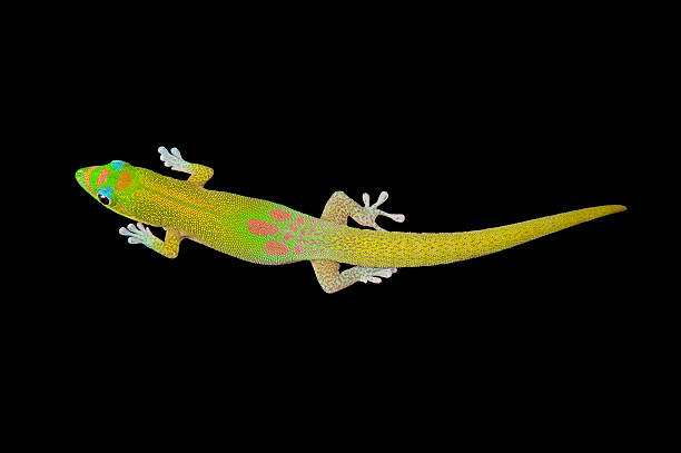 istock Gold Dust Day gecko, isolated on black. 186968916