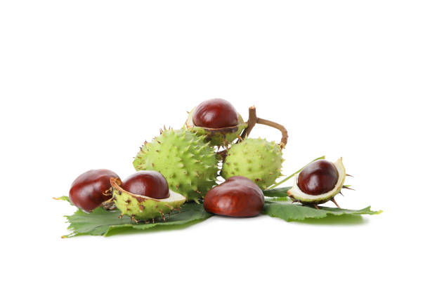 istock PNG, a chestnuts isolated on white background 1869691126