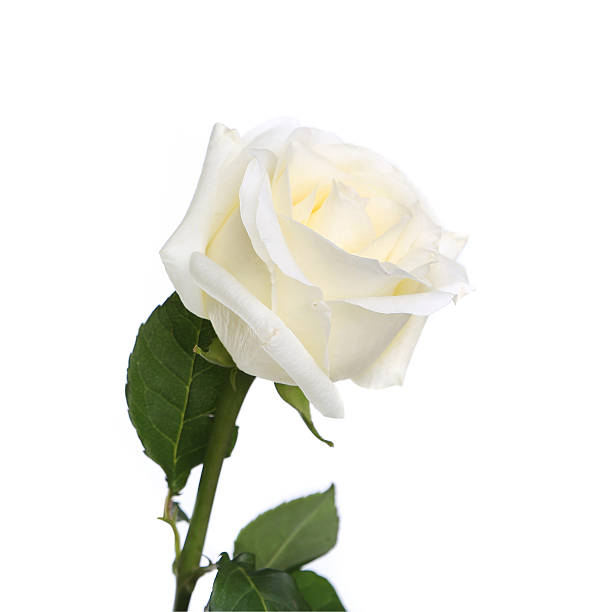 istock Single white rose with leaves and stem 186969274