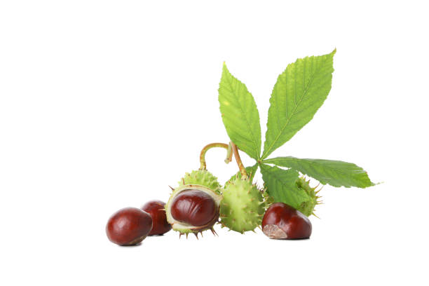 istock PNG, a chestnuts isolated on white background 1869697537