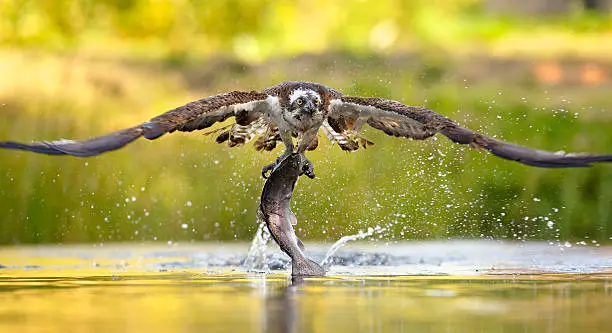 The moment when the Osprey with a fish takes off from the water surface