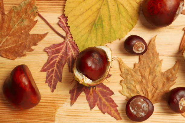 Fresh and ripe chestnuts, close up, Autumn chestnuts