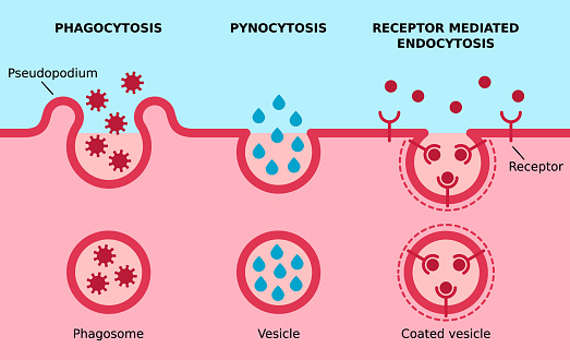 Three major types of endocytosis. Cell eating, cell drinking, receptors coated pit on cell membrane. Vector illustration.