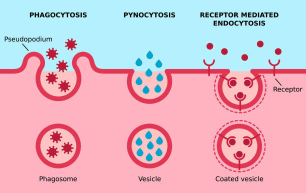 Endocytosis. Phagocytosis, pinocitosis, receptor mediated endocytosis. Three major types of endocytosis. Cell eating, cell drinking, receptors coated pit on cell membrane. Vector illustration. phagocytosis diagram stock illustrations