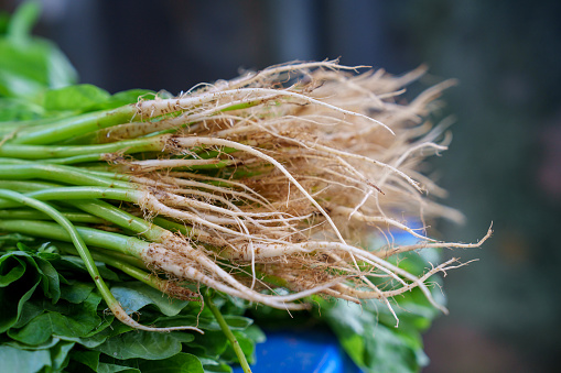 In a close-up view, the roots of green leafy vegetables are highlighted, showcasing the intricate and essential structures that anchor and nourish these plants.