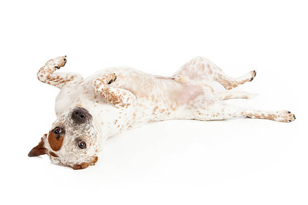 istock Queensland Heeler Dog Laying on Back 186971566
