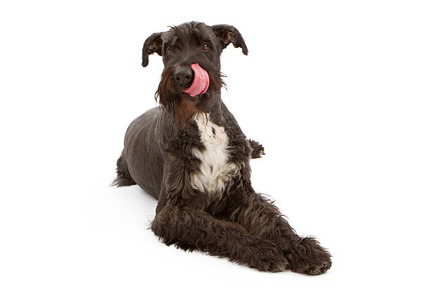 giant noir schnauzer chien de lécher les lèvres - giant schnauzer photos et images de collection