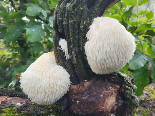 istock Mushrooms in the Forest 1869715813