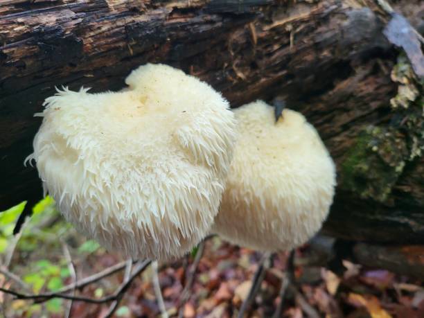 istock Mushrooms in the Forest 1869715814