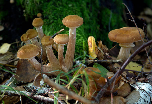 Photo of group of  mushrooms