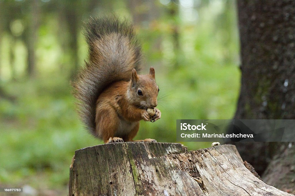 Écureuil est de manger une noix - Photo de Sapin libre de droits