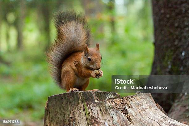 Photo libre de droit de Écureuil Est De Manger Une Noix banque d'images et plus d'images libres de droit de Sapin - Sapin, Écureuil, Animaux à l'état sauvage