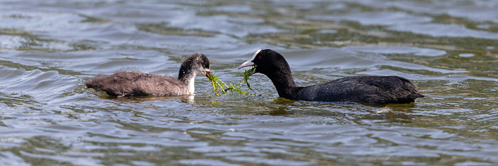 Daytime side view close-up of a single juvenile Eurasian coot (Fulica Atra) face to face with a parent, both eating near the wateredge of a pond