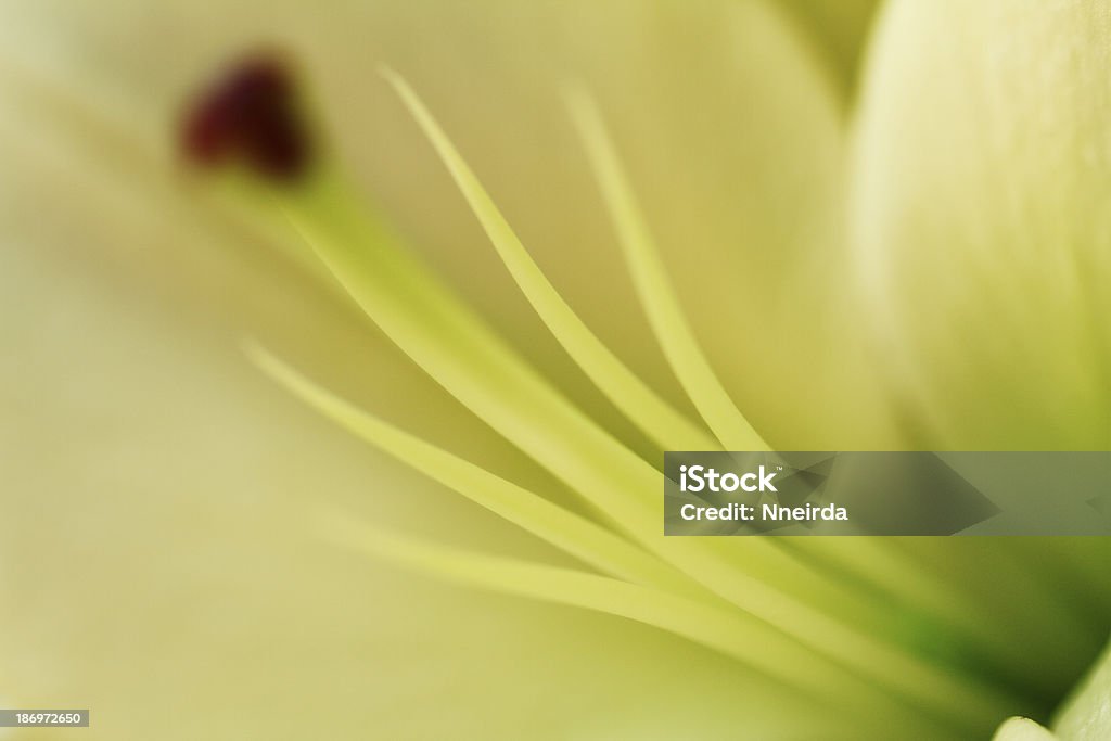 flower blurred Fine art of close-up flower blurred Abstract Stock Photo