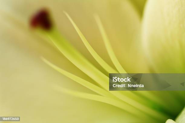 Flower Blurred Stock Photo - Download Image Now - Abstract, Backgrounds, Beauty In Nature