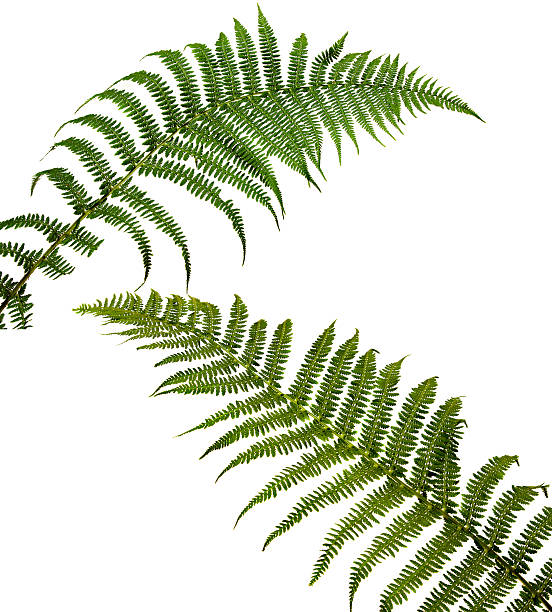 two fern leaf isolated on white background. Polypodi????phyt a. stock photo