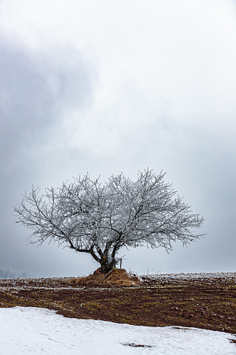 Bare tree covered with frost growing under the moody sky, snow patches on the land, wintertime in the mountains