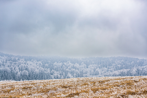 Frost and snow covering stubble on land and pinewood in distant fog under the cloudy sky, wintertime in the mountains