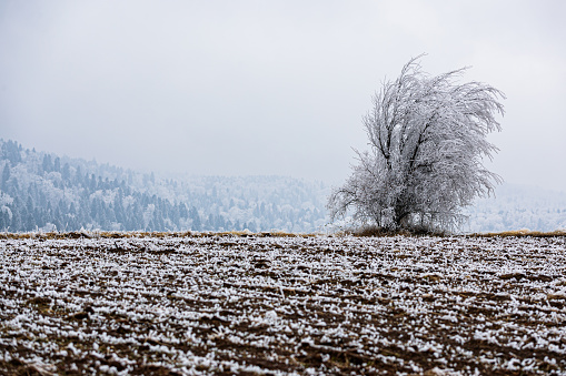 Leafless tree covered with frost growing on frosty land, pinewood covered with snow in distant fog, wintertime in the mountains